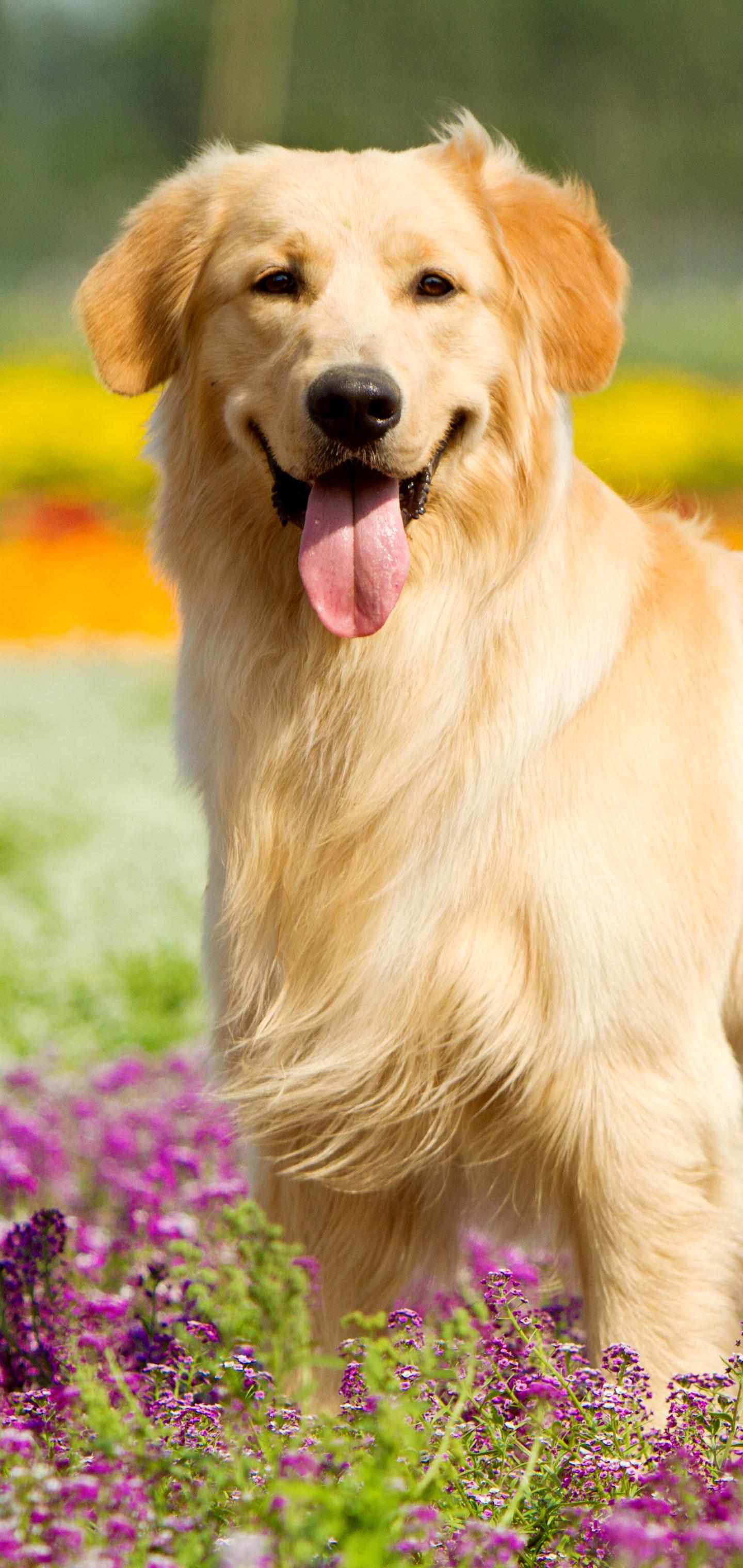 1440x3040 Animal Golden Retriever