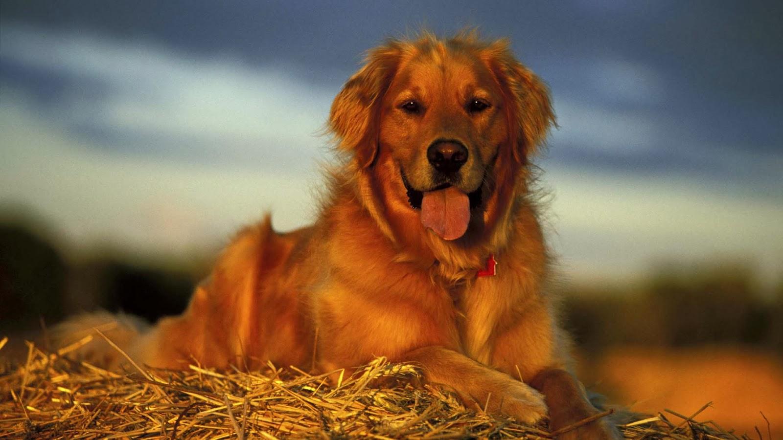 1600x900 Golden Retriever Background