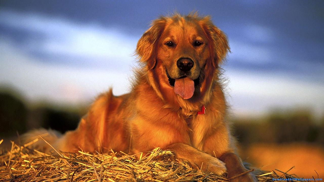 1280x720 Golden Retriever Dog Sitting On Hey, Golden Retriever Dog, Golden Retriever, Retriever Dog, Golden, Retriever, Dog, Sitting, Hay, Pet Animal, Pet, Animal, Outdoor, Photo Shoot, Animal Wallpaper, Dog Wallpaper, Latest, HD, Wallpaper