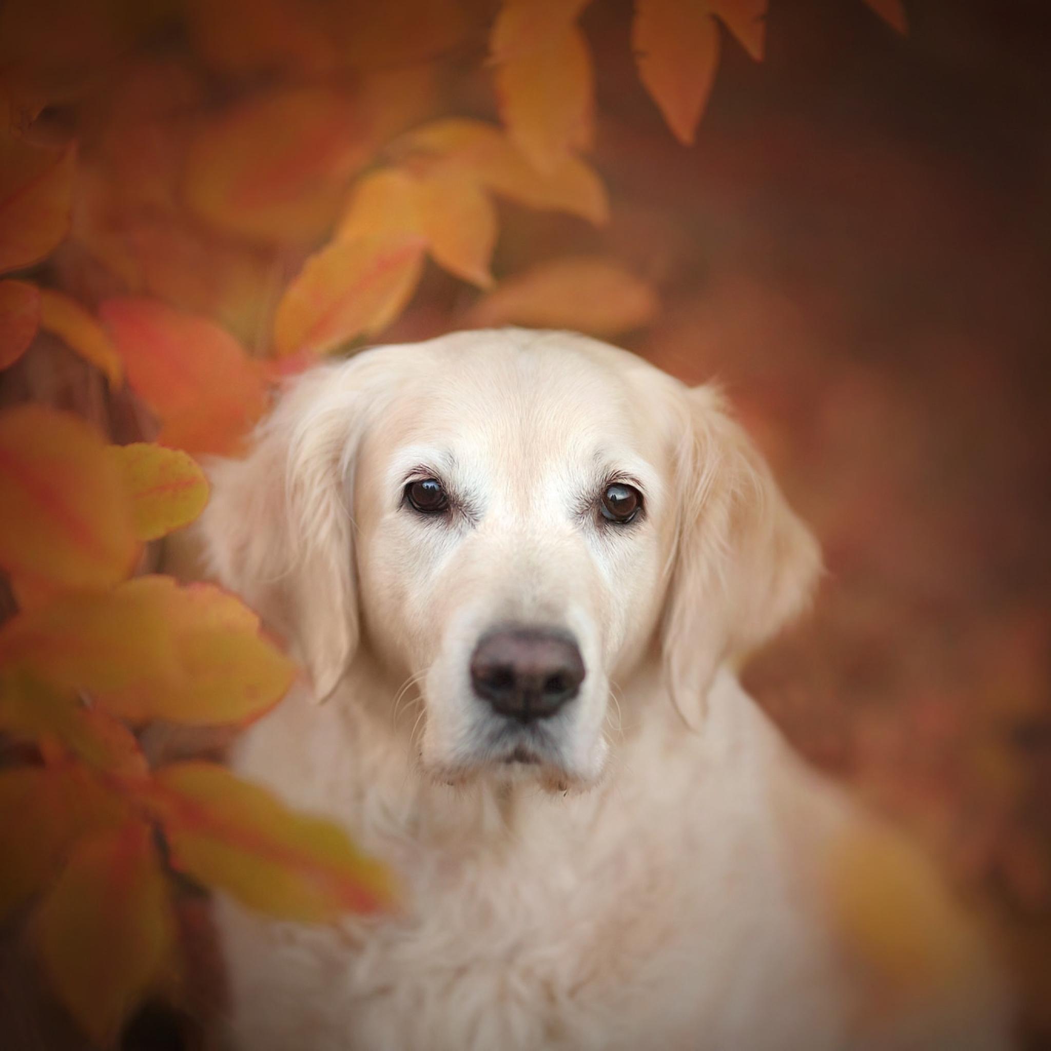 2048x2048 Golden Retriever Dog iPad Air Wallpaper, HD Animals 4K Wallpaper, Image, Photo and Background