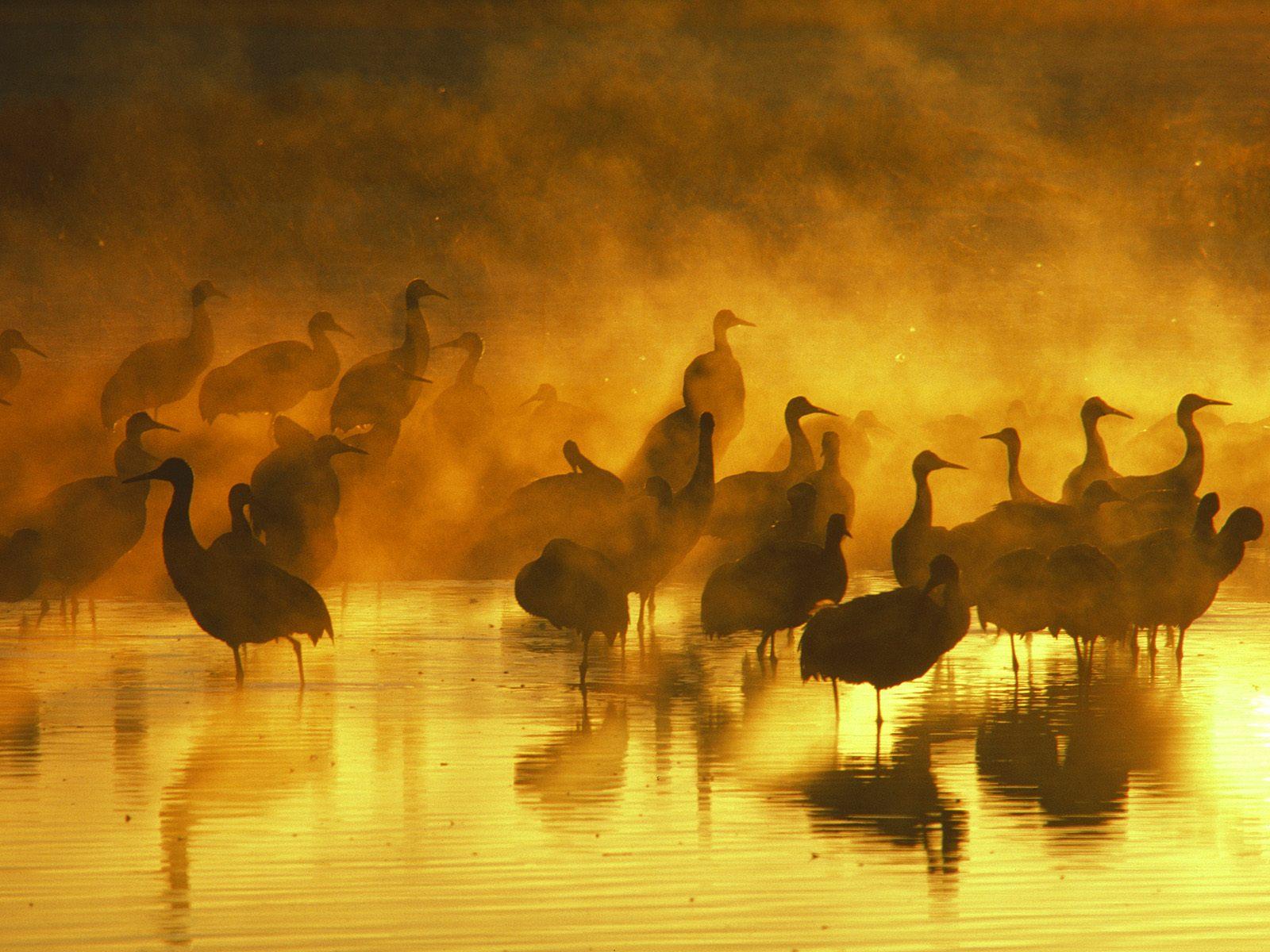 1600x1200 Birds in sunset wallpaper. Birds in sunset