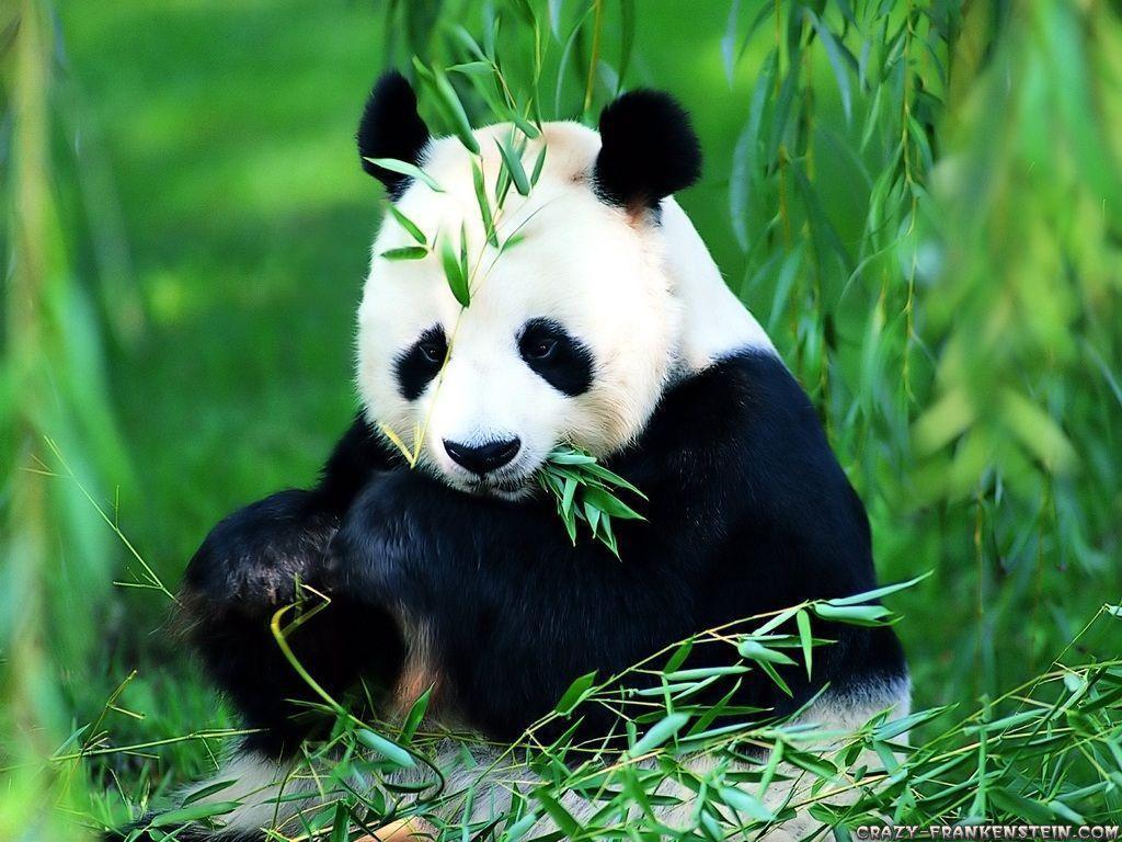 1024x768 Panda Bear Background