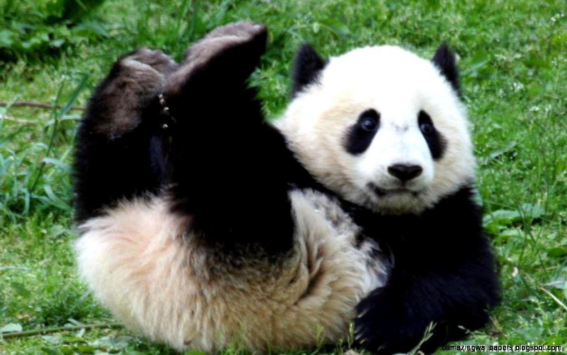 1164x728 Cute Baby Panda Playing