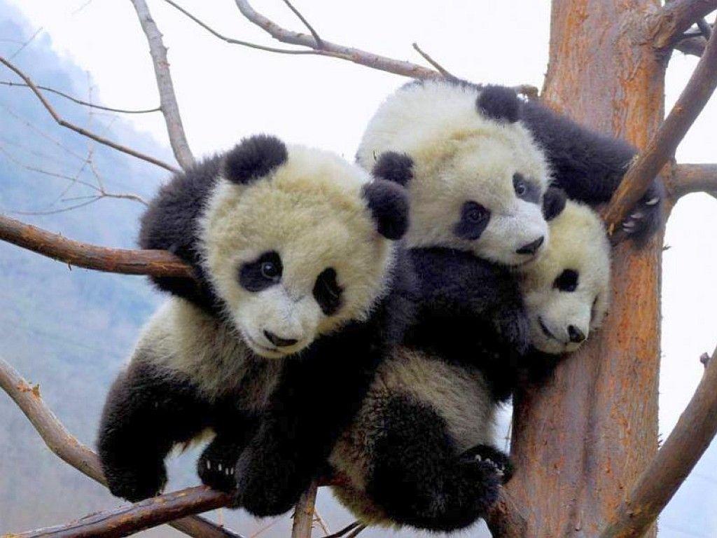 1024x768 Baby Panda Wallpaper. Download HD Wallpaper