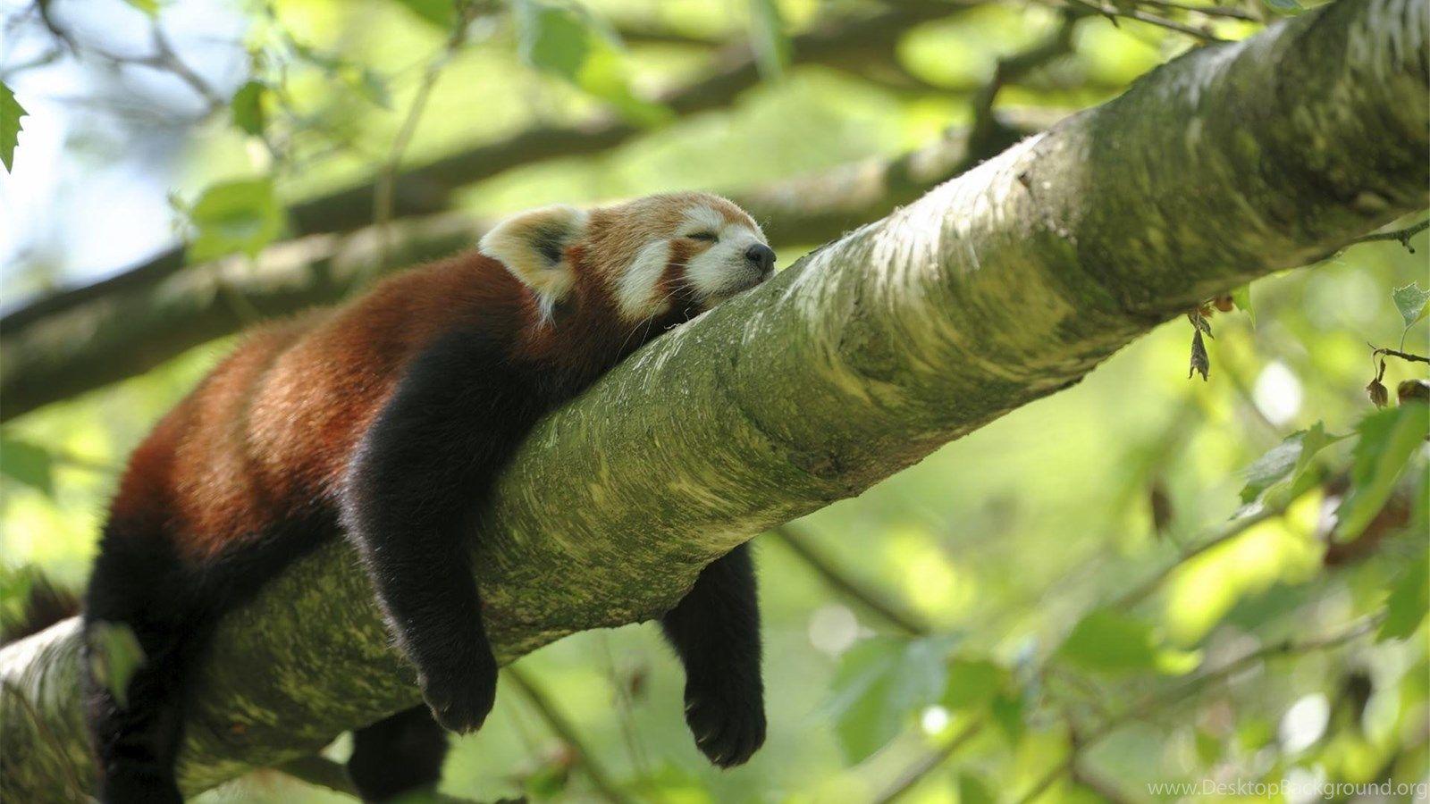 1600x900 Funny Red Panda Wallpaper Desktop Background