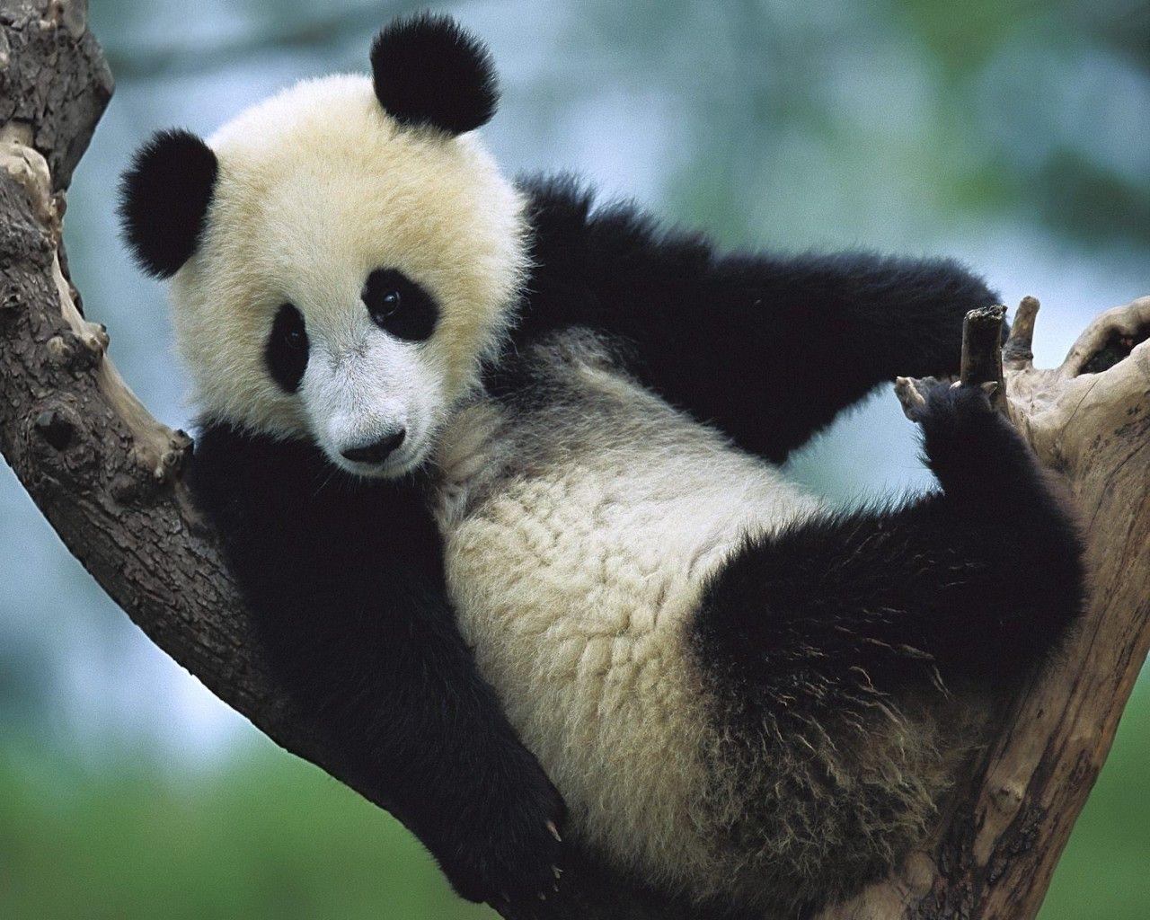 1280x1024 Funny panda wallpaper widescreen. Funny Animal