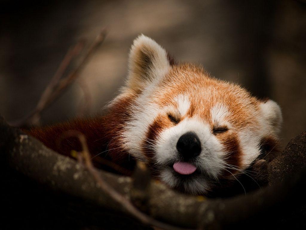 1024x768 Funny Red Panda Wallpaper Android Wallpaper