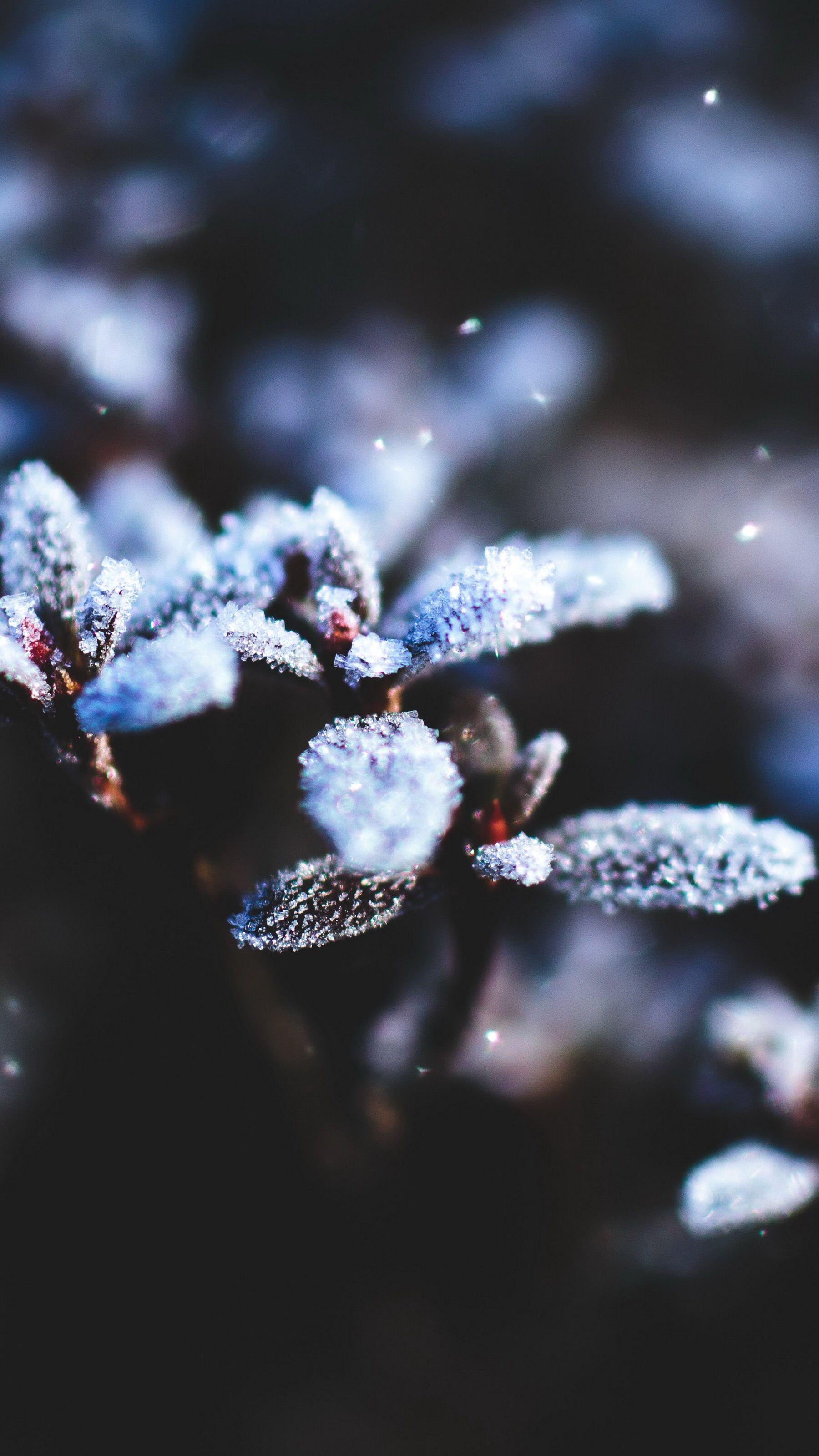 1800x3200 Macro iPhone Wallpaper