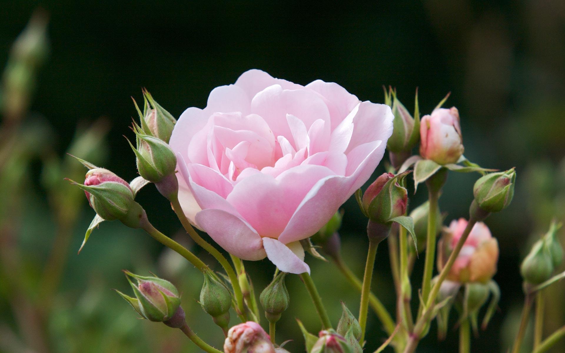1920x1200 Cute Rose Flowers, pink, floral desktop PC and Mac wallpaper
