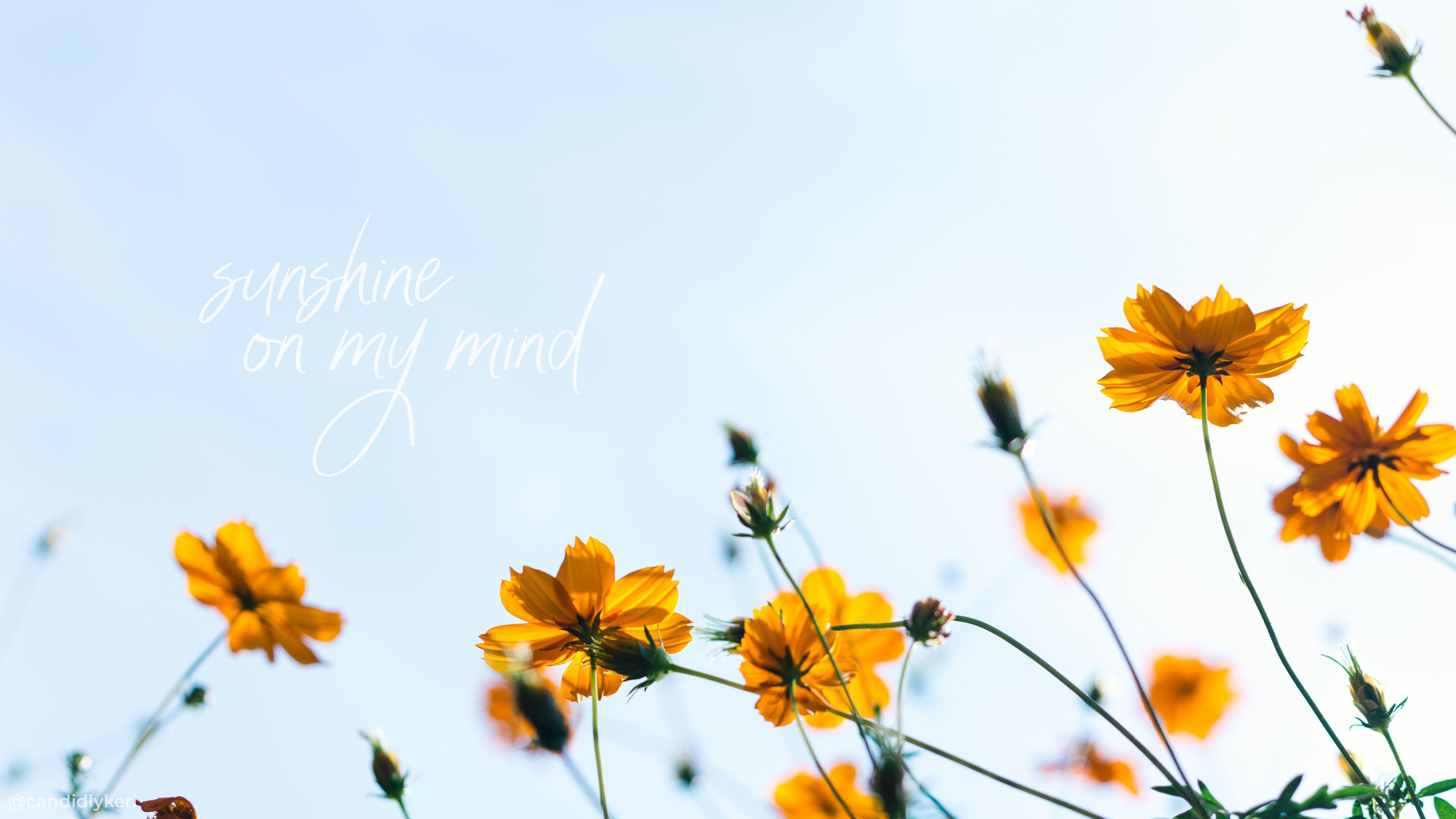 5120x2880 Aesthetic Flower Desktop Wallpaper