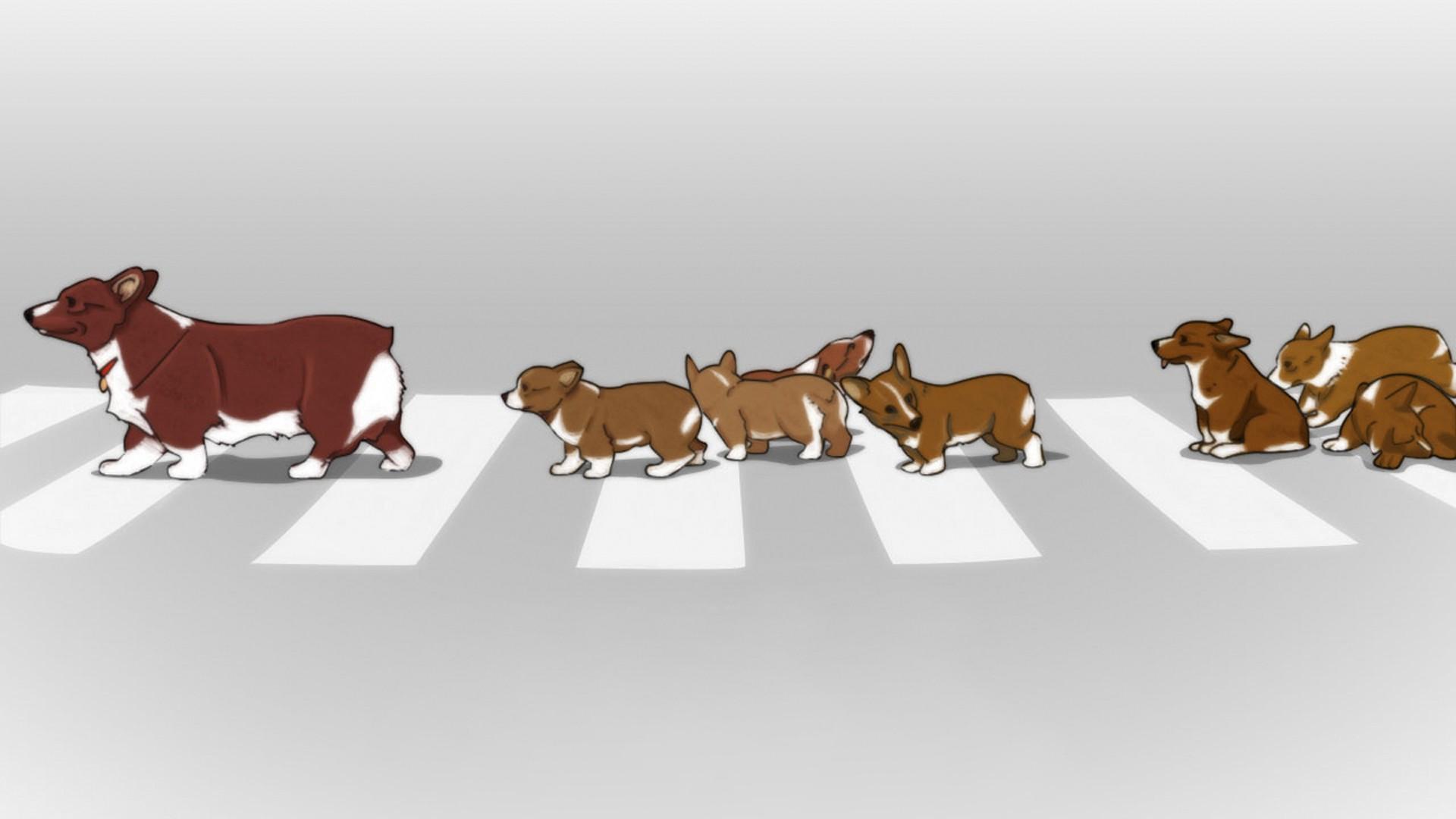 1920x1080 Cowboy Bebop, Ein, Dog, Animals Wallpaper HD / Desktop and Mobile Background