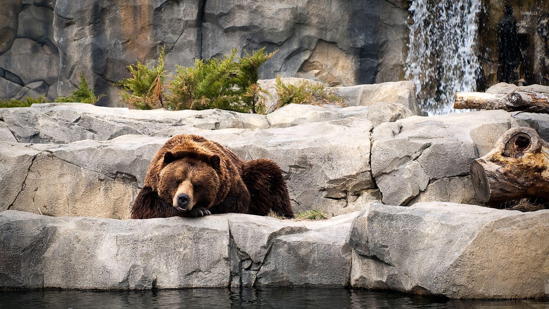 1920x1080 Grizzly bear [2] wallpaper wallpaper