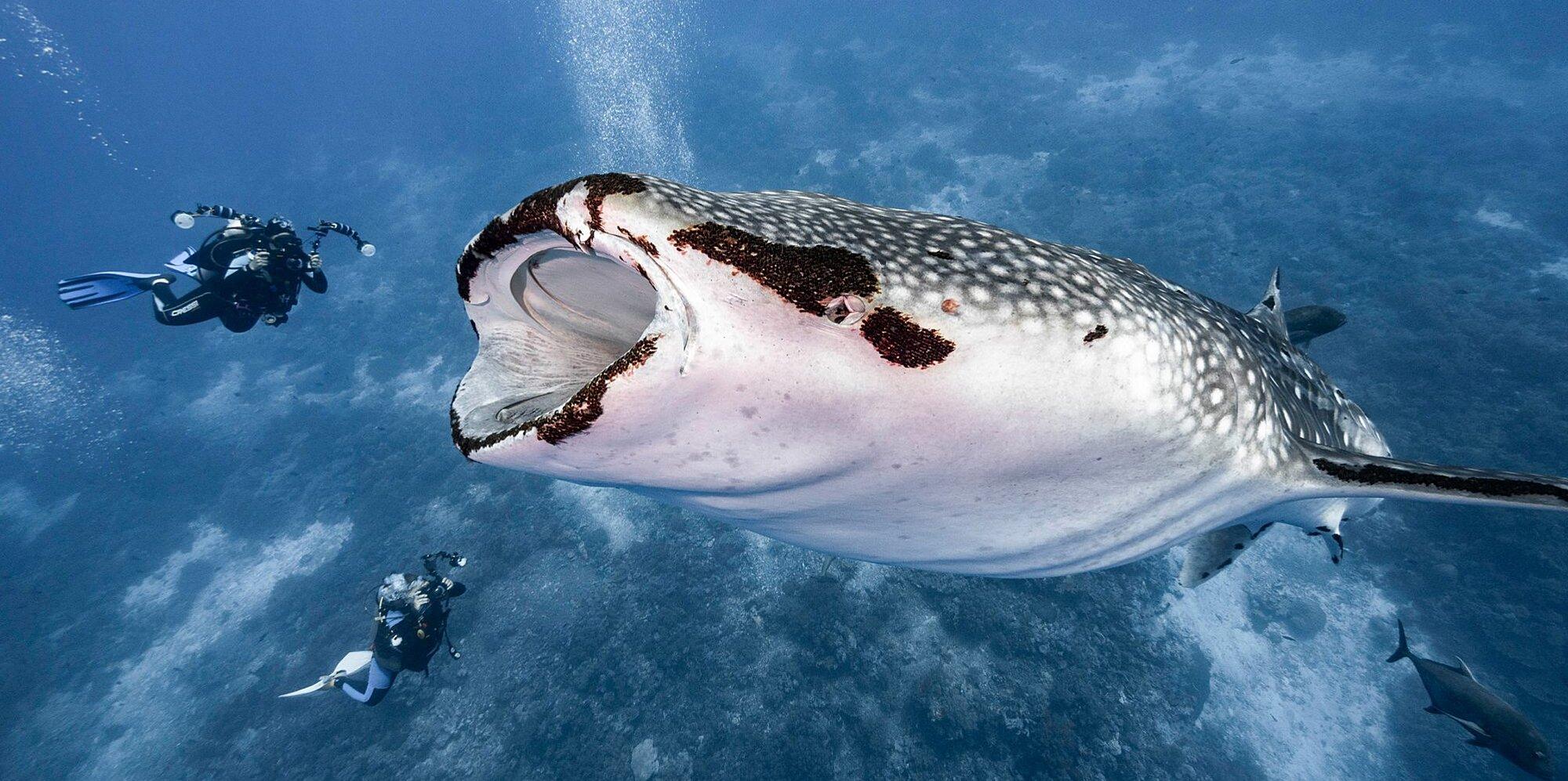 2000x997 Photos Show Whale Shark Almost Swallowing Two Divers