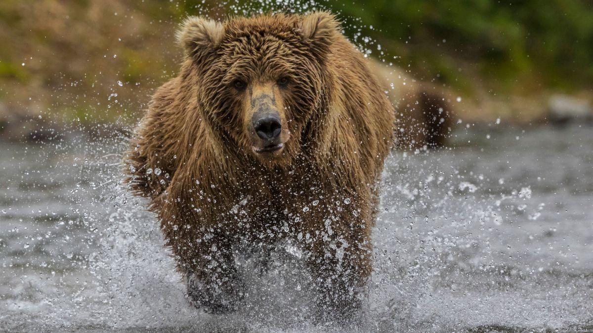 1200x675 What not to do in a bear attack? Push your slower friends down in attempts of saving yourself, says the National Park Service