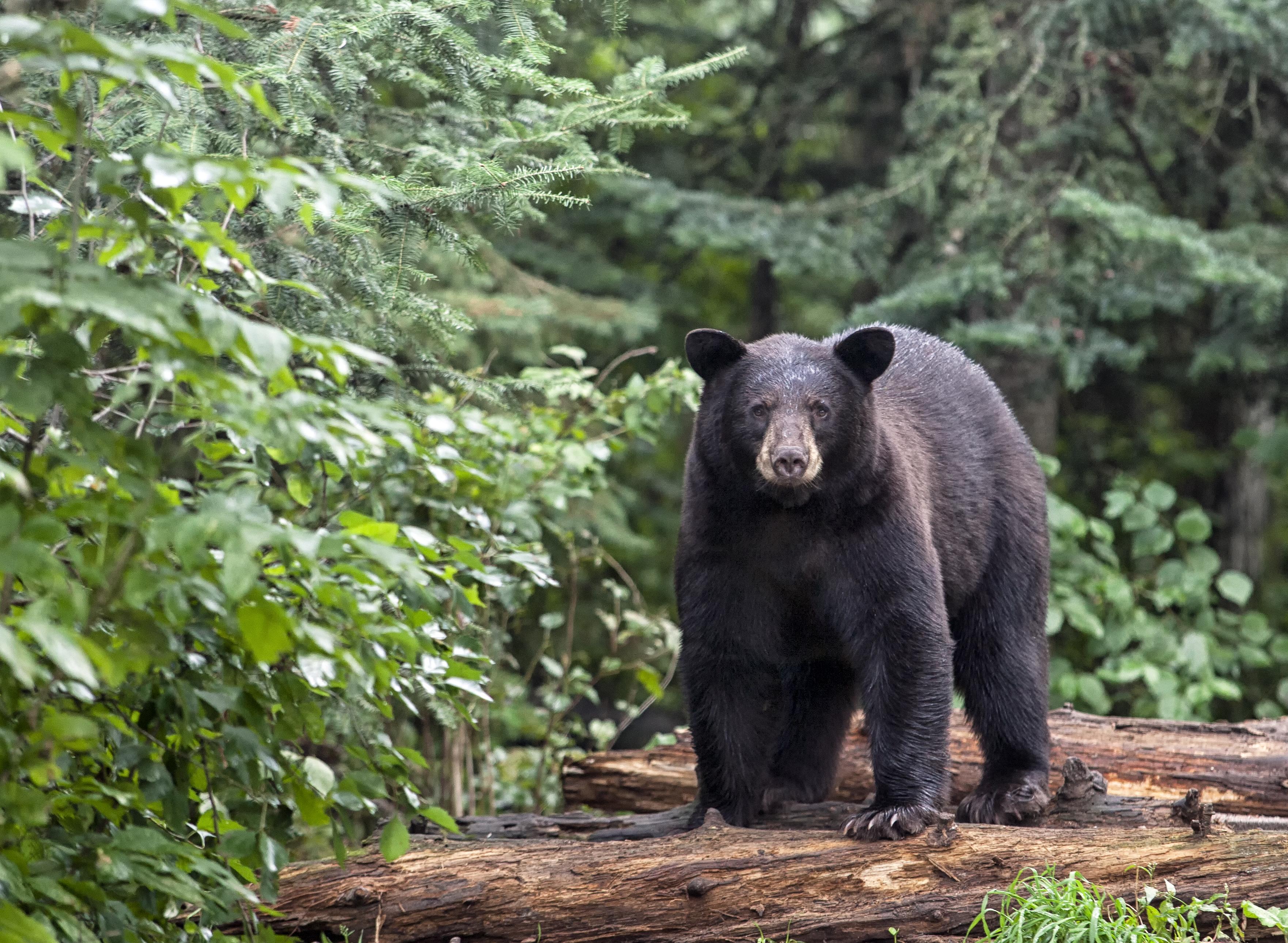 3524x2580 Bear attacks couple picnicking at Blue Ridge Parkway site