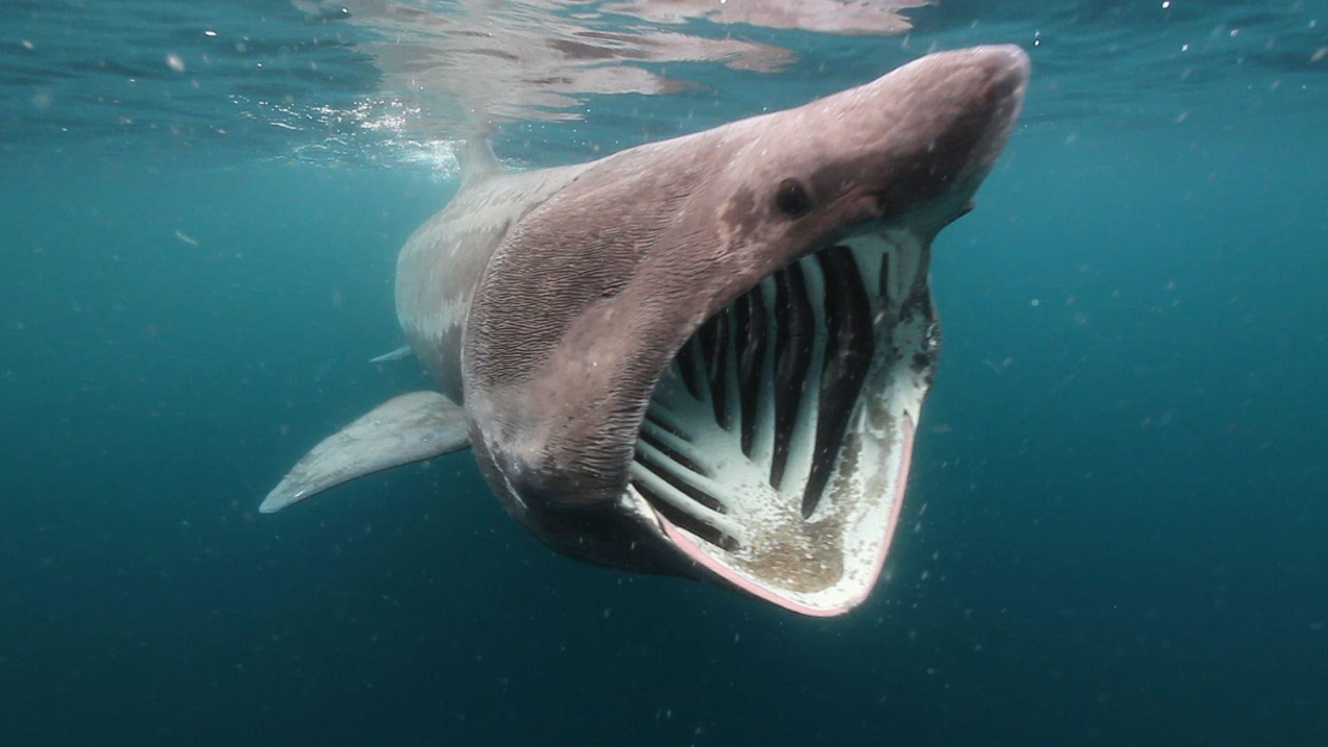 1920x1080 Basking Shark wallpaper, Animal, HQ Basking Shark pictureK Wallpaper 2019