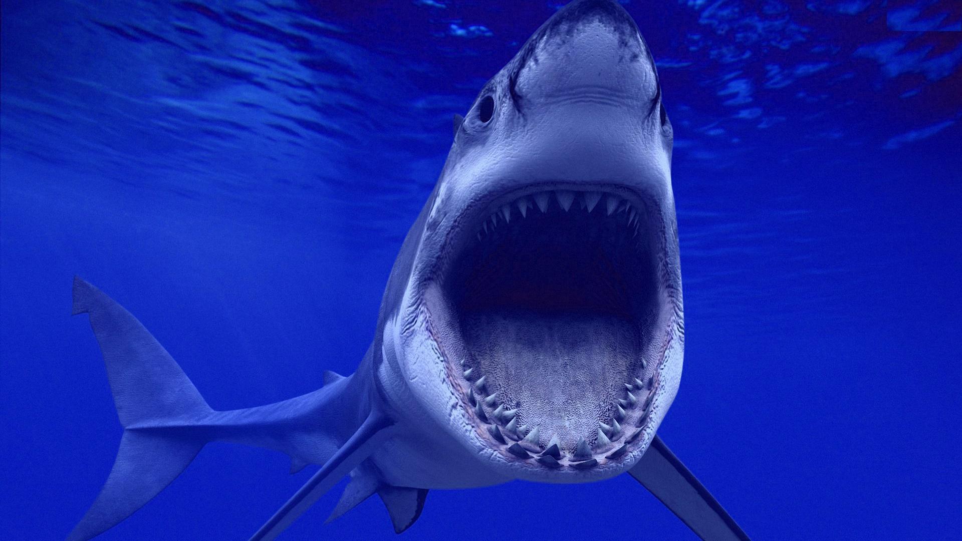 1920x1080 Shark Wallpaper HD