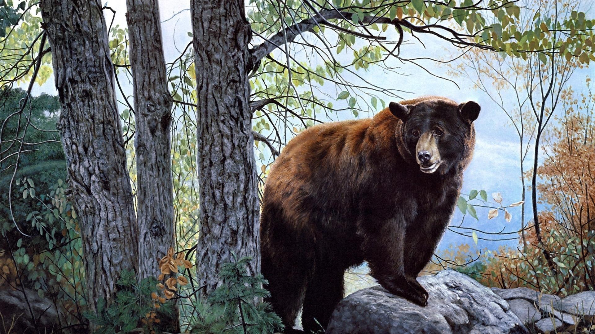 1920x1080 brown bear HD wallpaper, background