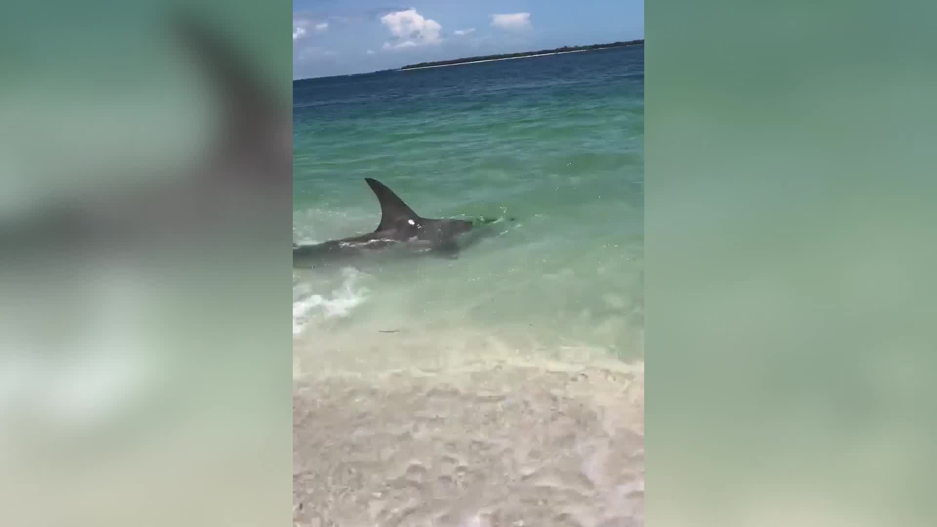 1920x1080 Hammerhead Shark Spotted In Ankle Deep Water In Florida's Gulf Coast