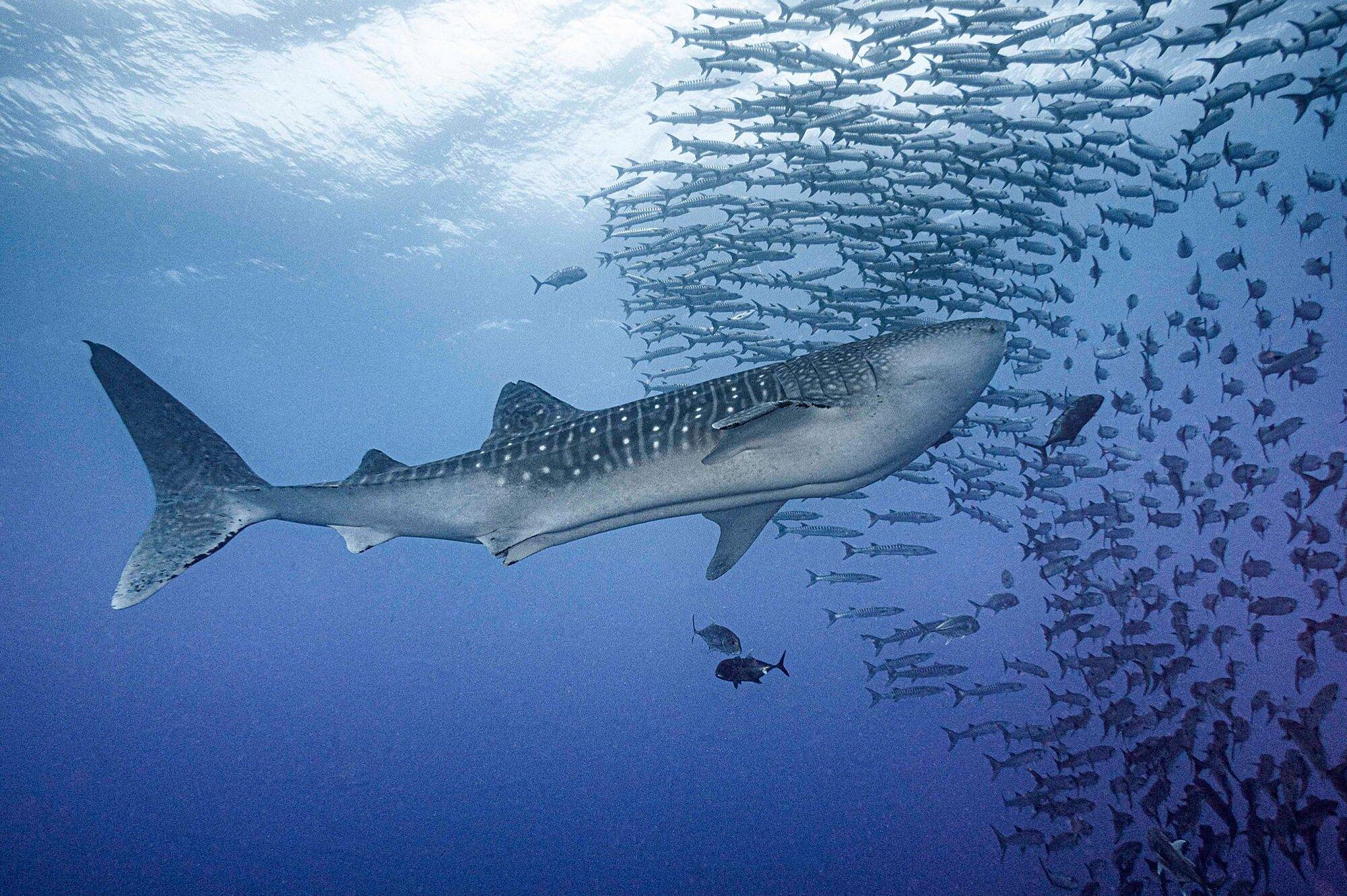 2000x1331 Photos Show Whale Shark Almost Swallowing Two Divers