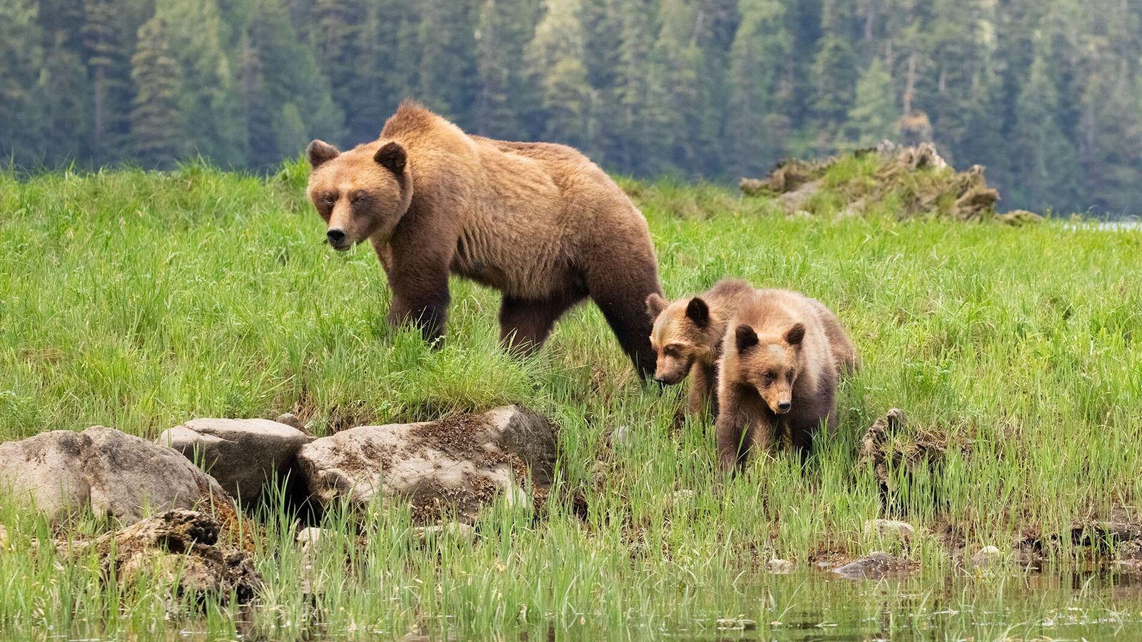 1600x900 The call of the wild: searching for grizzly bears and whales on British Columbia's Vancouver Island