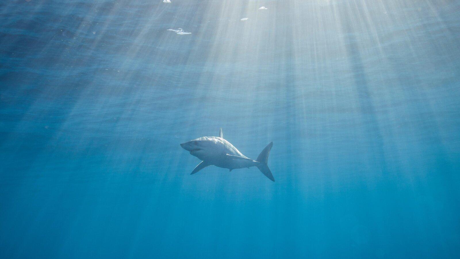 1600x900 Coronavirus Vaccine Makers Are Not Mass Slaughtering Sharks