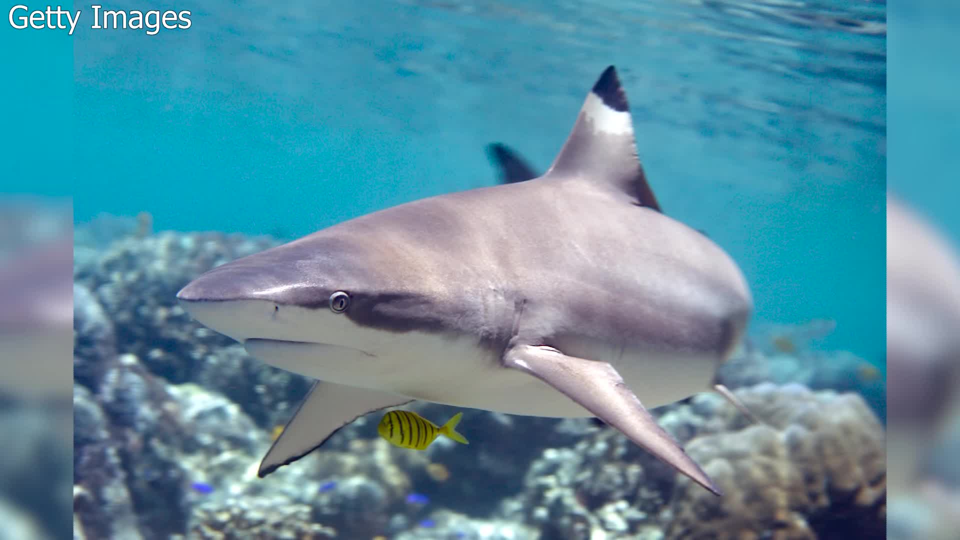 1920x1080 Are Tampa Bay shark populations indicators of tropical weather?