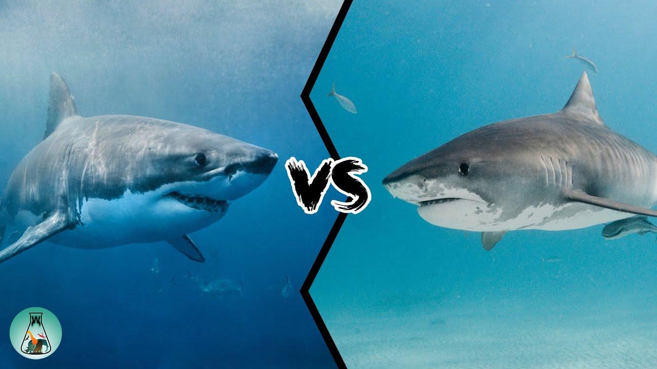 1280x720 GREAT WHITE SHARK VS TIGER SHARK is the strongest?