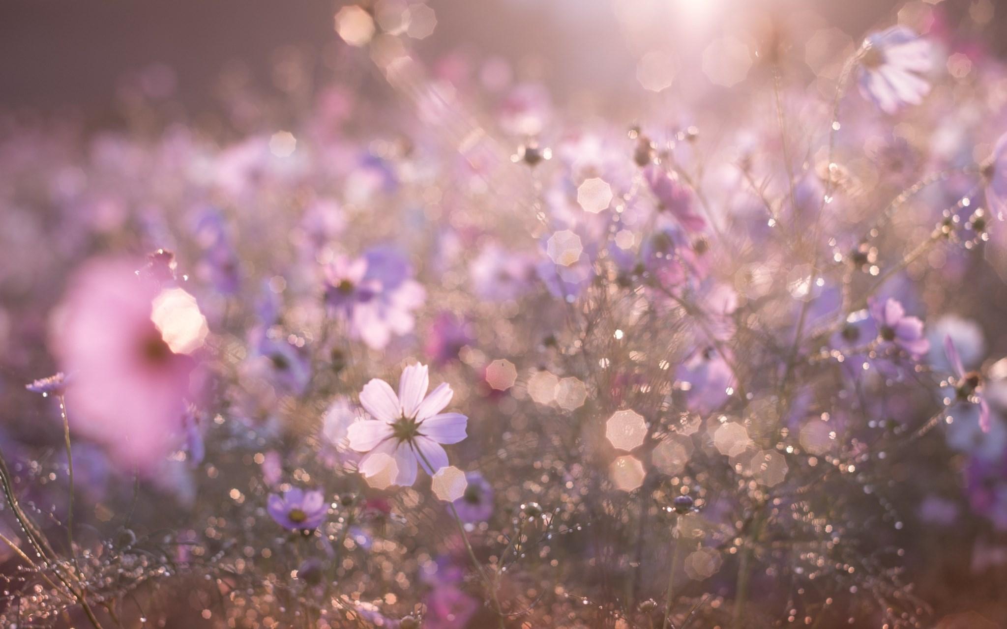 2048x1280 meadow deskx1280