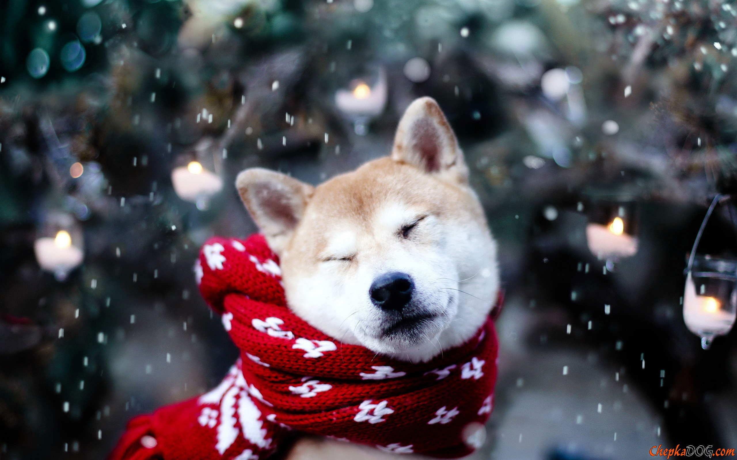 2560x1600 Wallpaper Dog, Animals, Snow, Shiba Inu