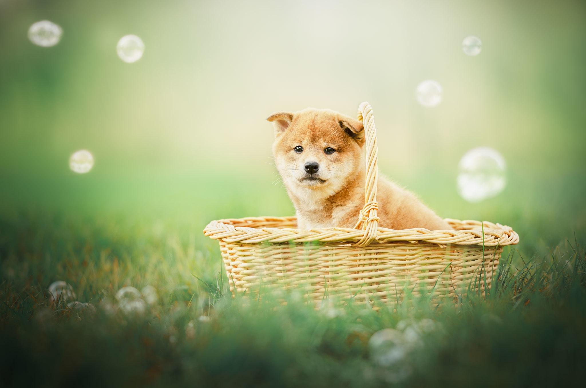 2048x1356 Animal Shiba Inu HD Wallpaper