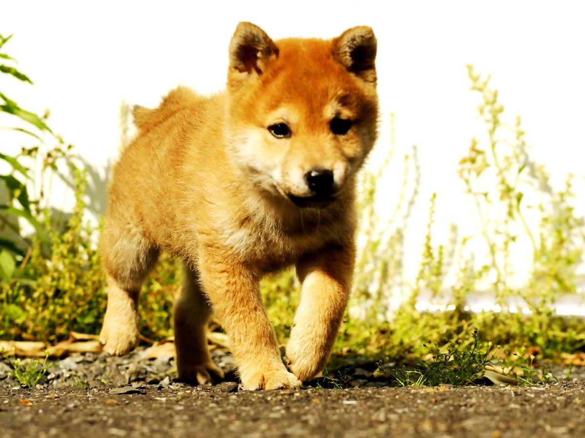 1200x900 Background Dogs, Shiba Inu, Animals. Download Free picture