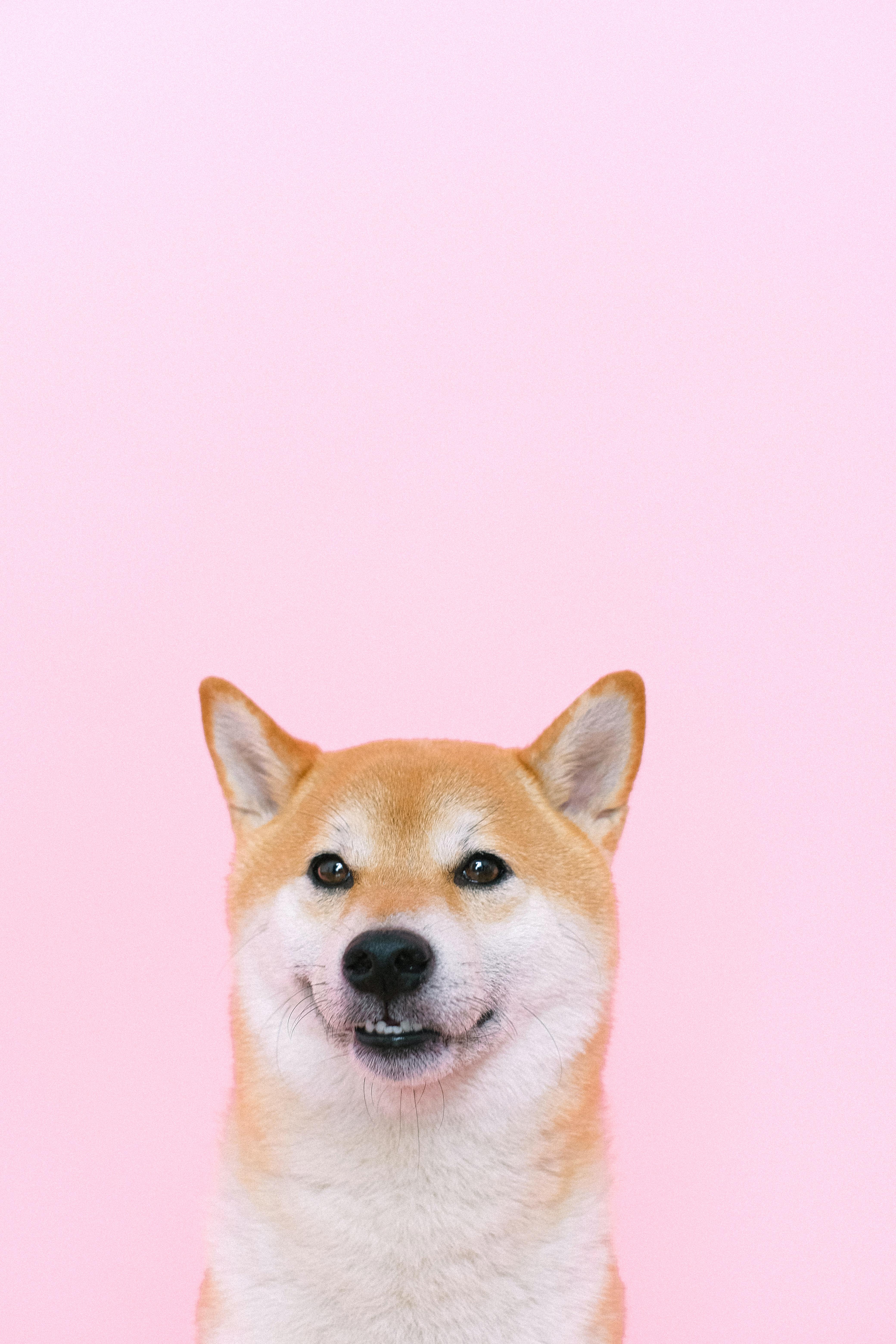 4160x6240 Shiba Inu Photo, Download The BEST Free Shiba Inu & HD Image