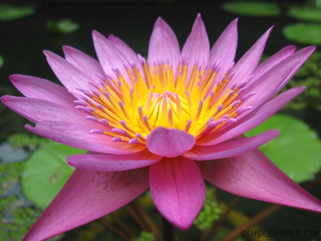 1024x768 Competitive Image Of National Flower India In