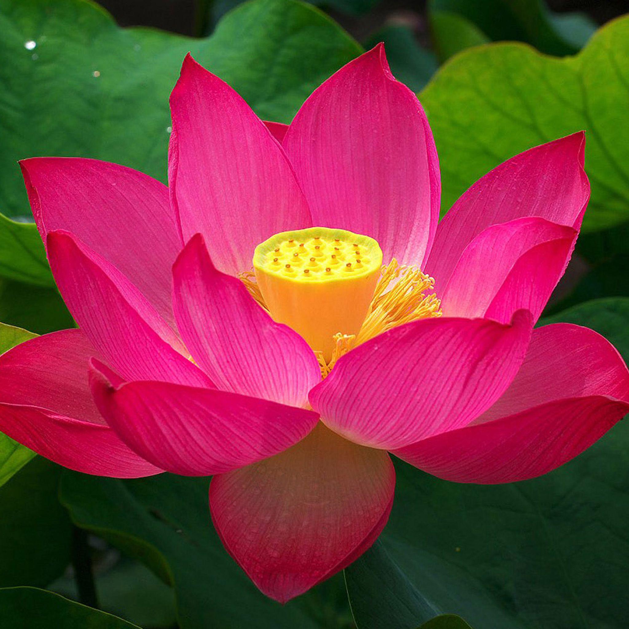 2048x2048 Red Lotus iPad Air 2 Wallpaper. iPad Air 2 Wallpaper