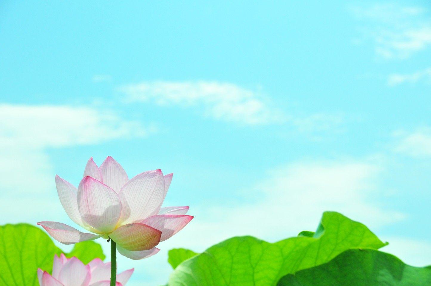 1445x960 Lotus