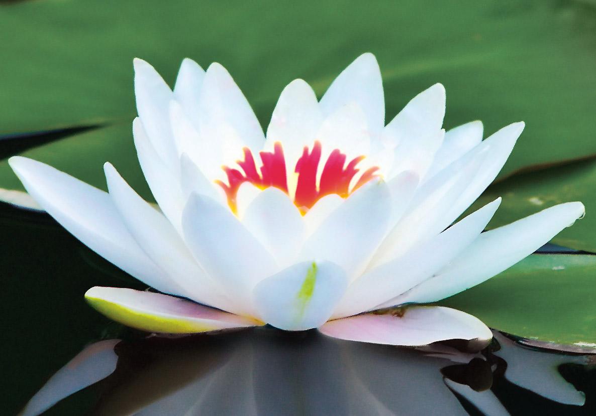 1186x829 The Yoga Sutras of Patanajali: An Introduction & Invitation