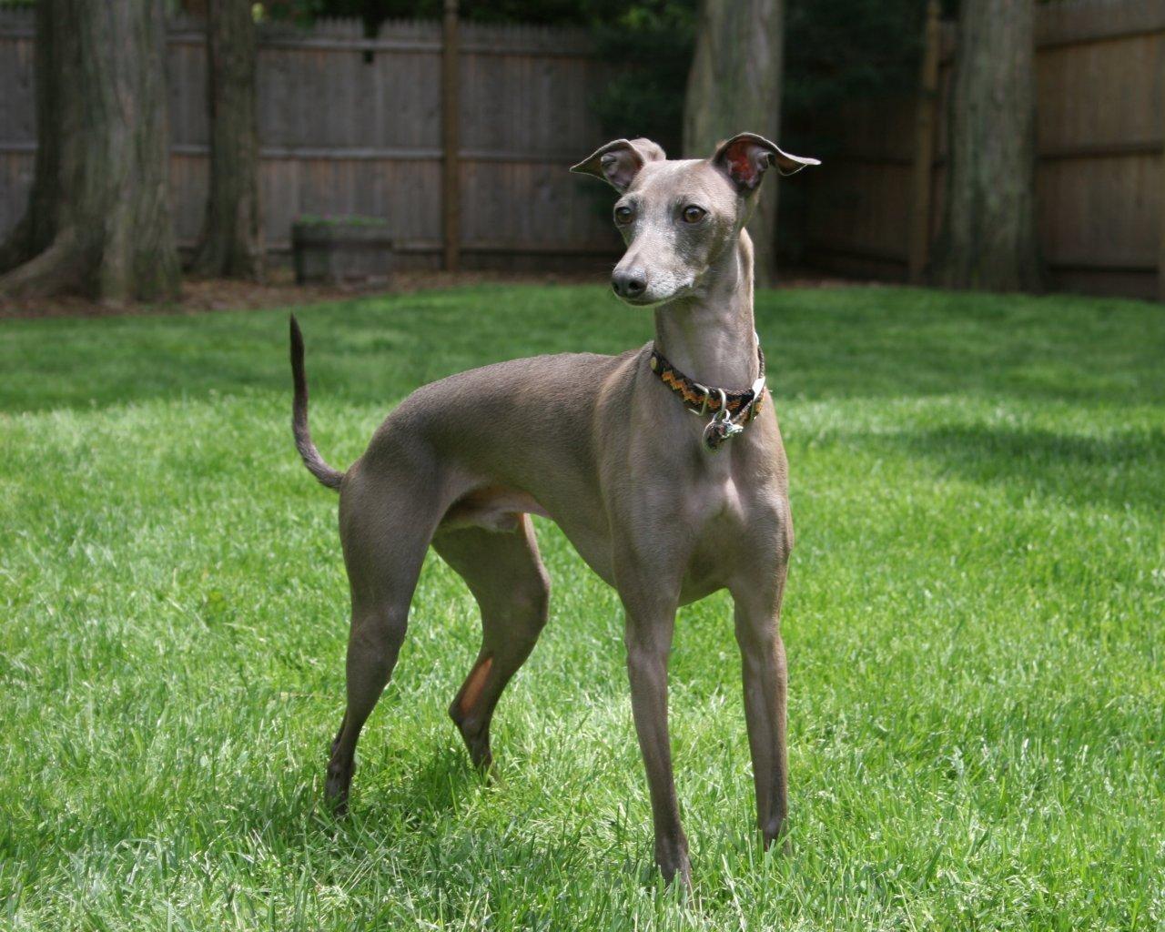 1280x1024 Italian Greyhound