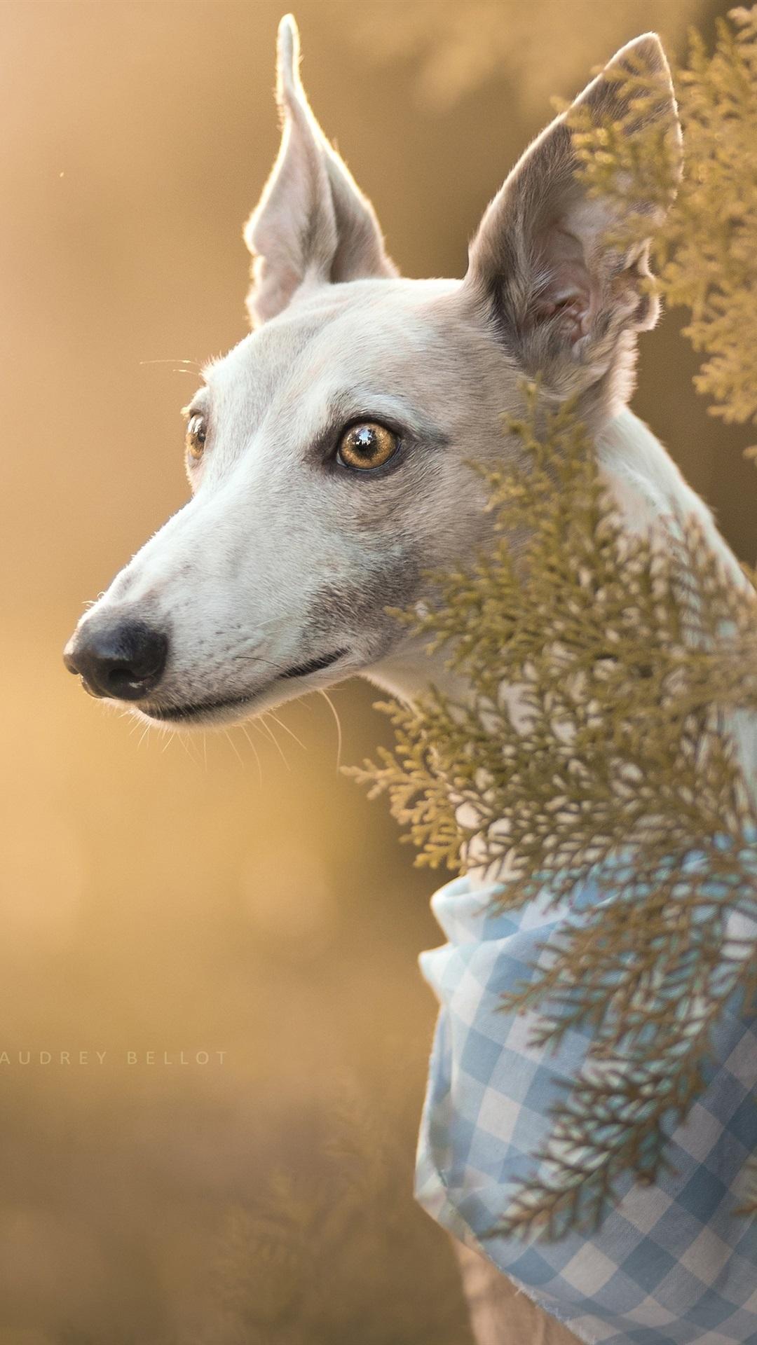 1080x1920 iPhone Wallpaper Italian Greyhound, Dog, Portrait