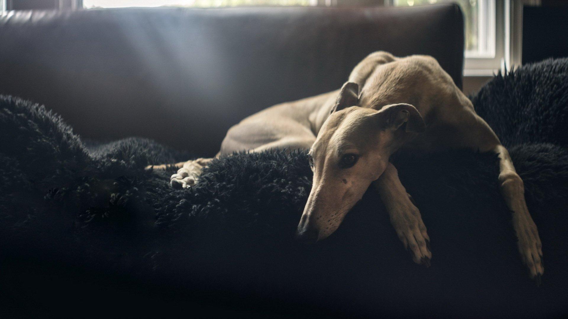1920x1080 Greyhound HD Wallpaper
