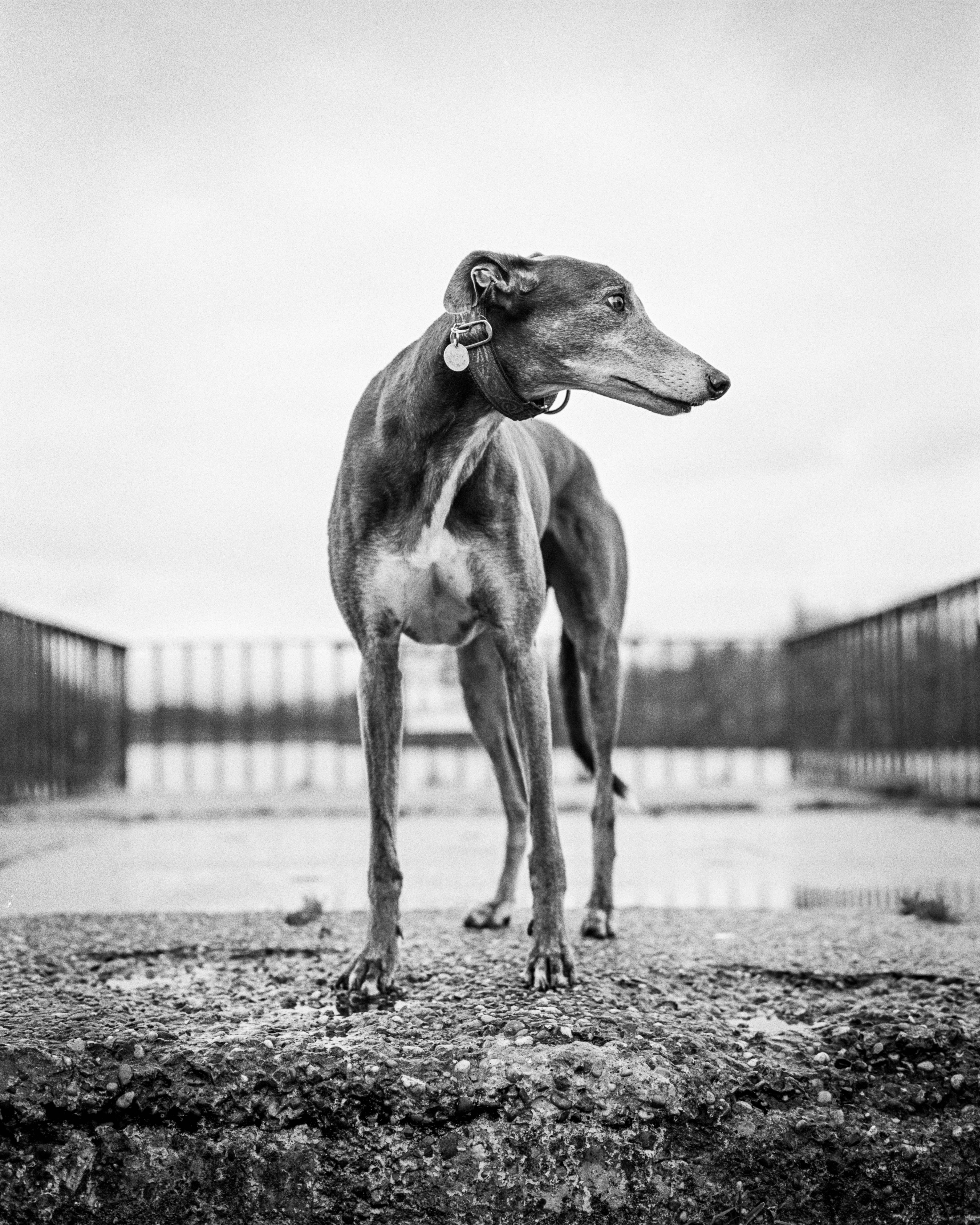 6874x8593 Greyhounds Wallpaper