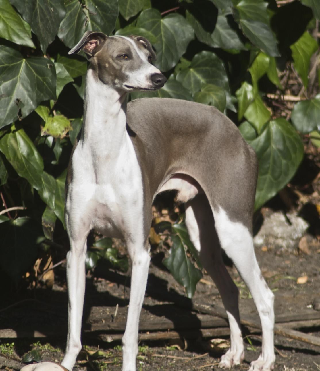 1114x1292 Nice Italian Greyhound dog photo and wallpaper. Beautiful Nice Italian Greyhound dog picture