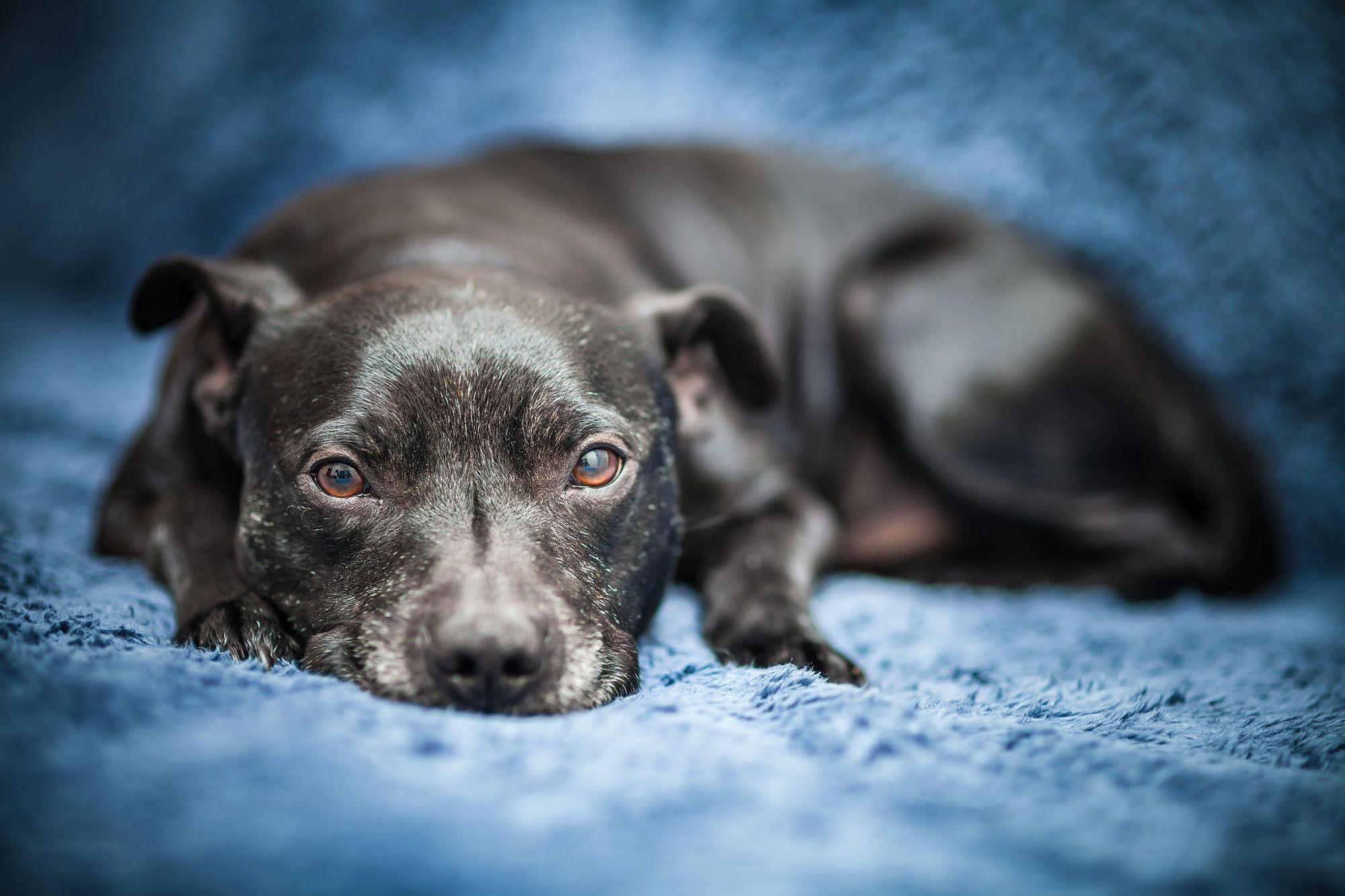 2000x1333 italian greyhound HD wallpaper, Background