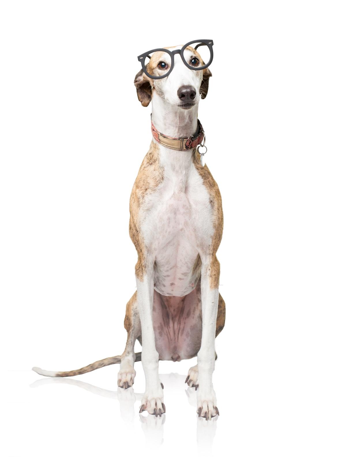 1200x1583 Greyhound wallpaper, Animal, HQ Greyhound pictureK Wallpaper 2019
