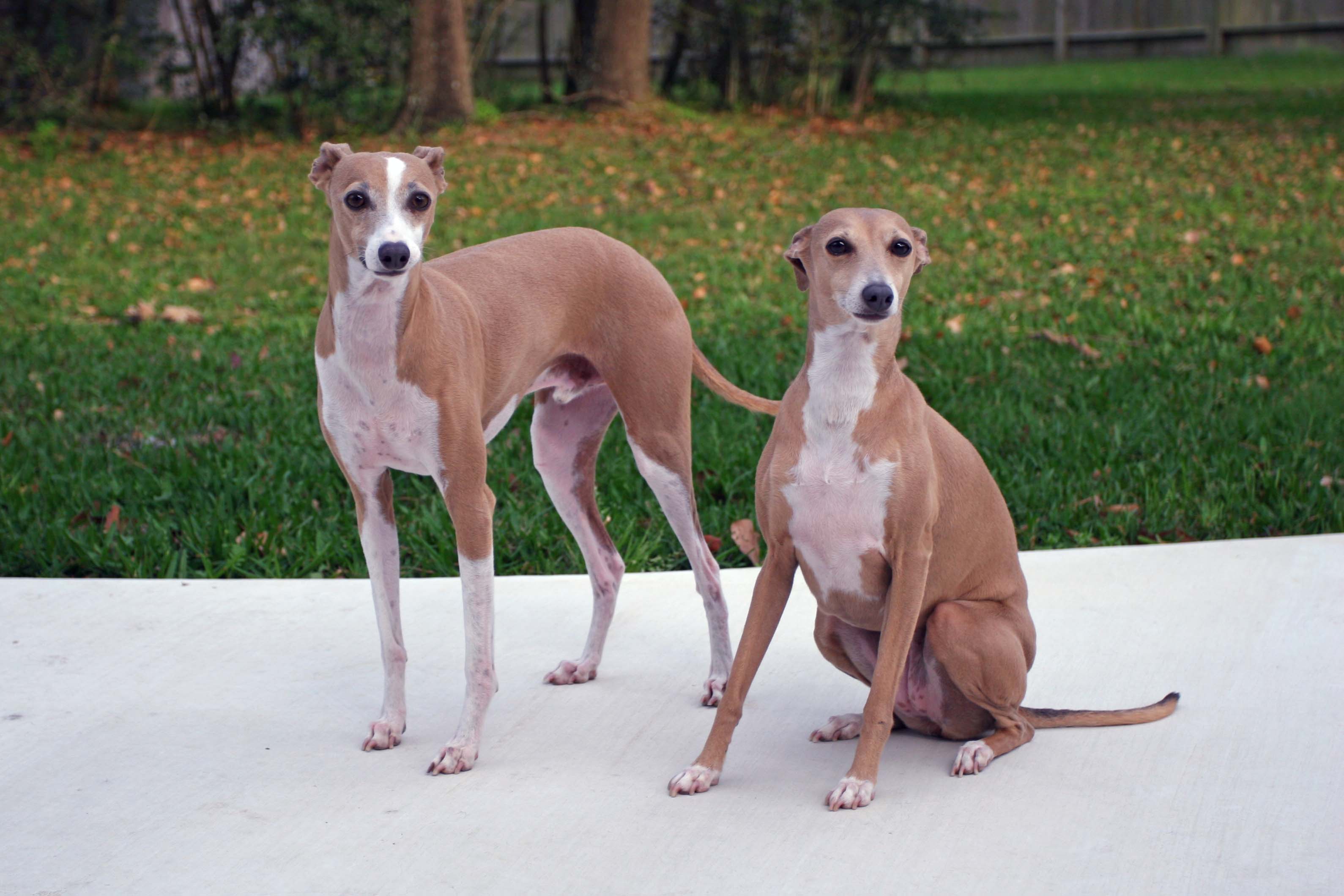 3179x2119 Italian Greyhound dogs photo and wallpaper. Beautiful Italian Greyhound dogs picture