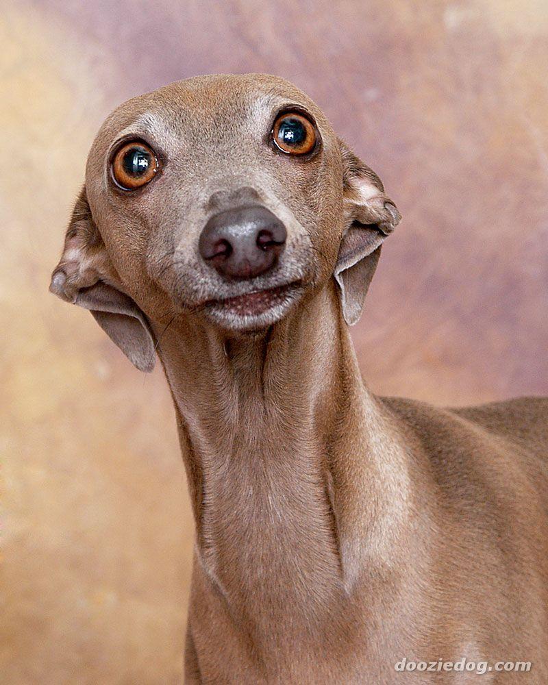 800x1000 Italian Greyhound Wallpaper HD Download
