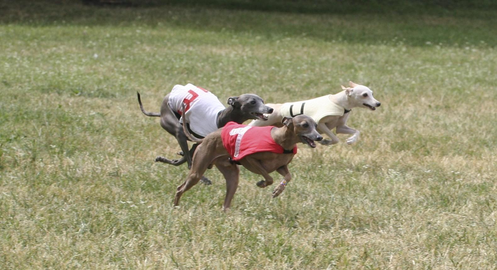 1580x860 Italian Greyhound Wallpaper HD Download