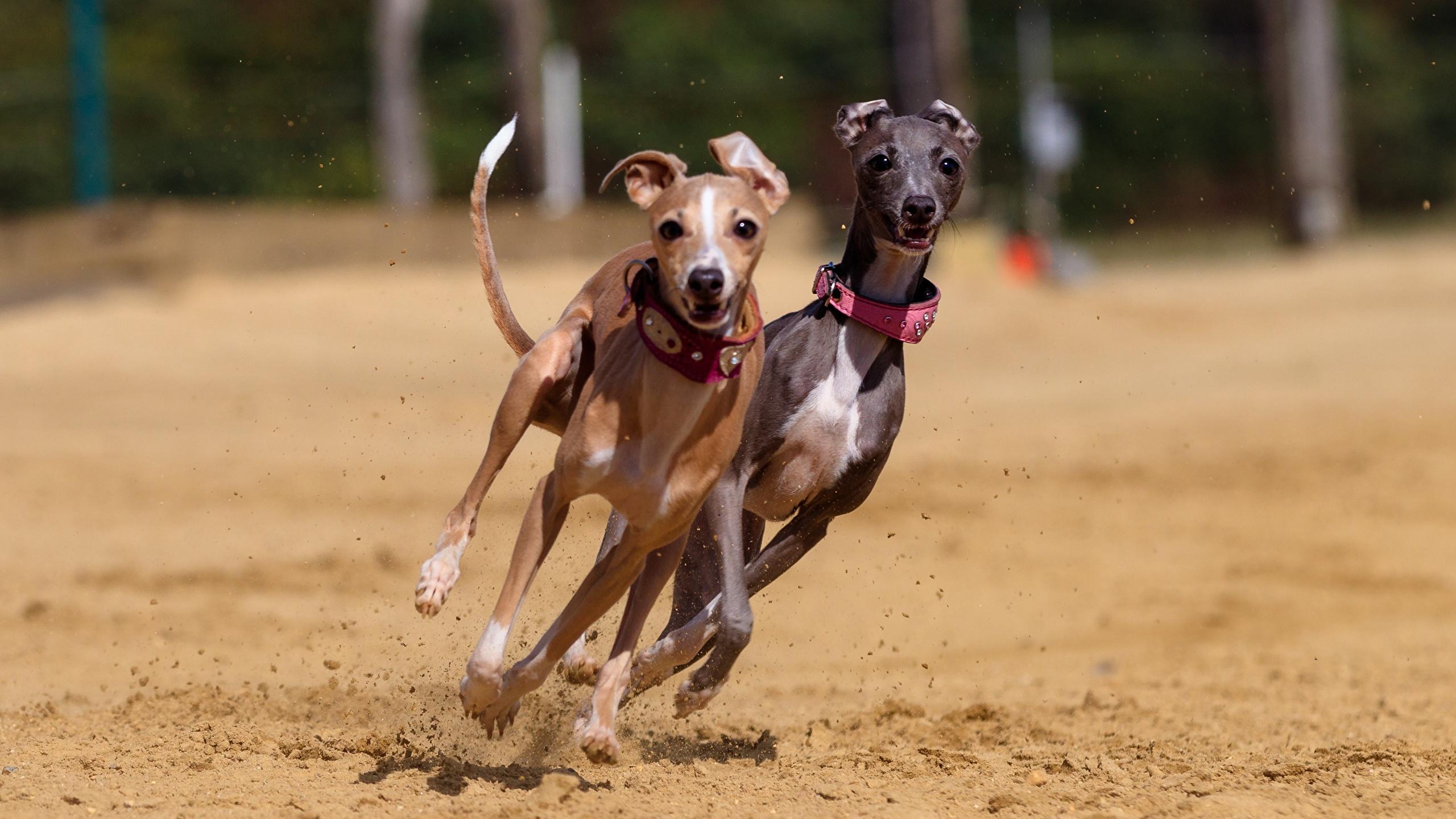 2560x1440 Dogs Two Run Sand Greyhound animals wallpaperx1440