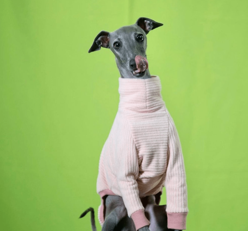 970x902 Italian Greyhound Photo Breed Guides