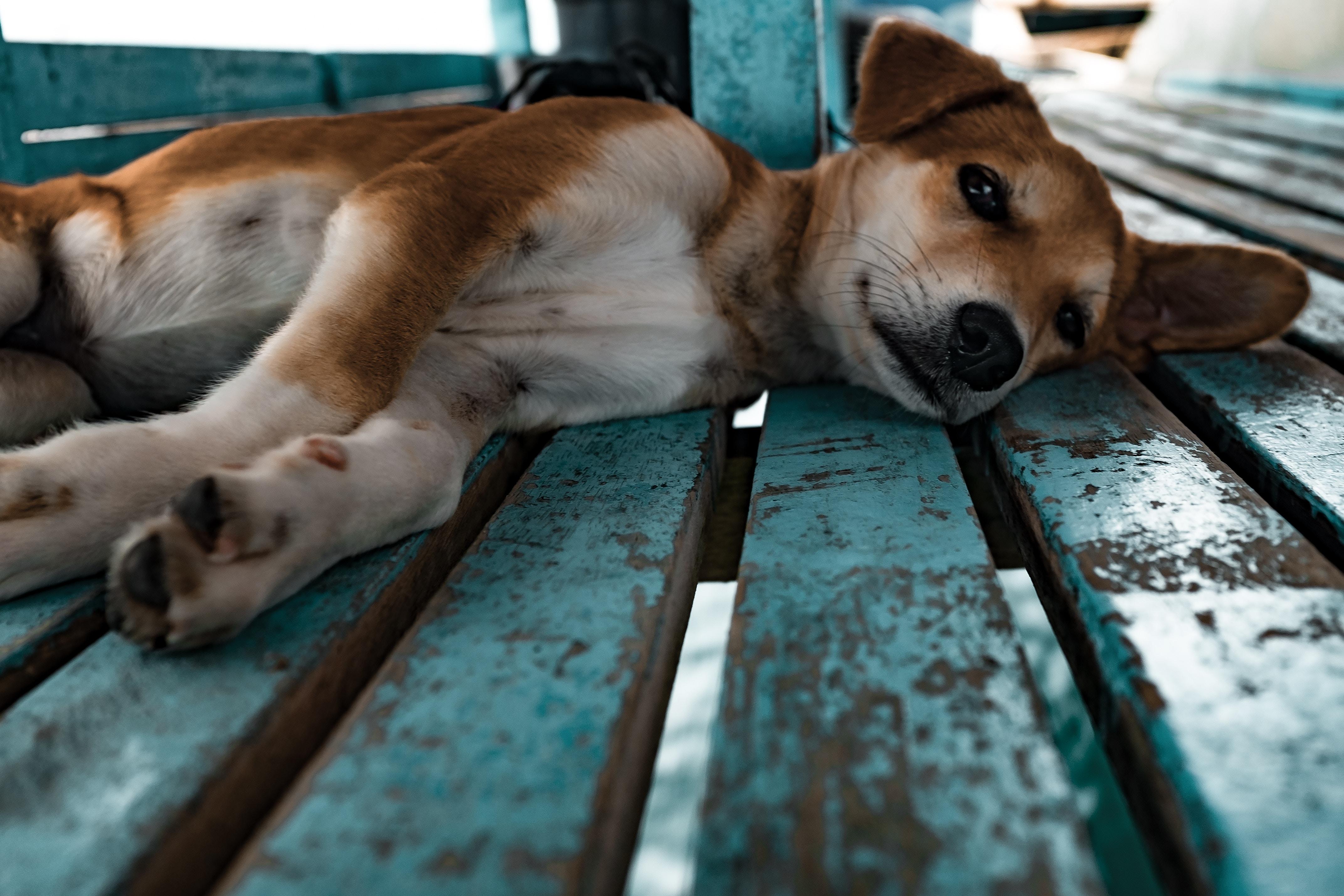 4286x2857 italian greyhound HD wallpaper, Background